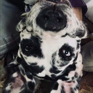 Meet your Posher, Lizzie